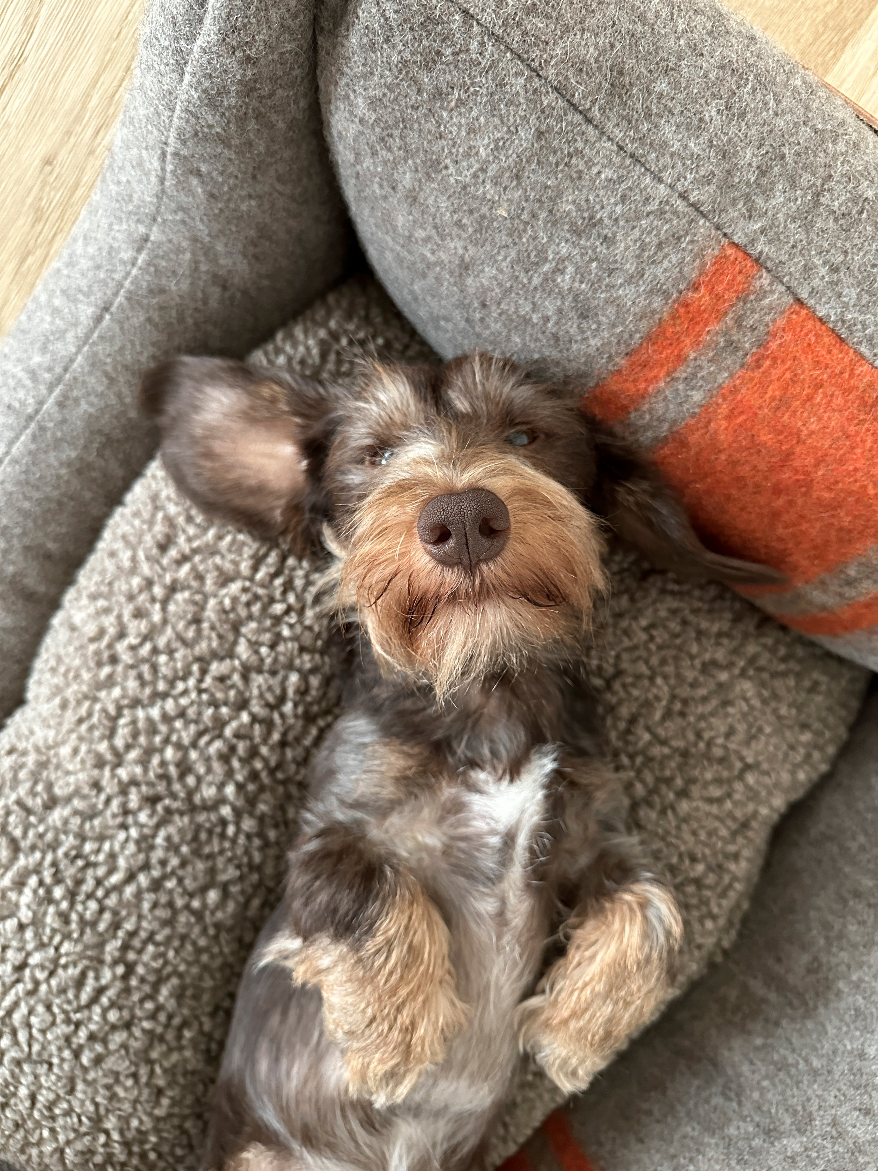 How to Help Your Dog Sleep Through the Night: A Calm-Sleep Guide