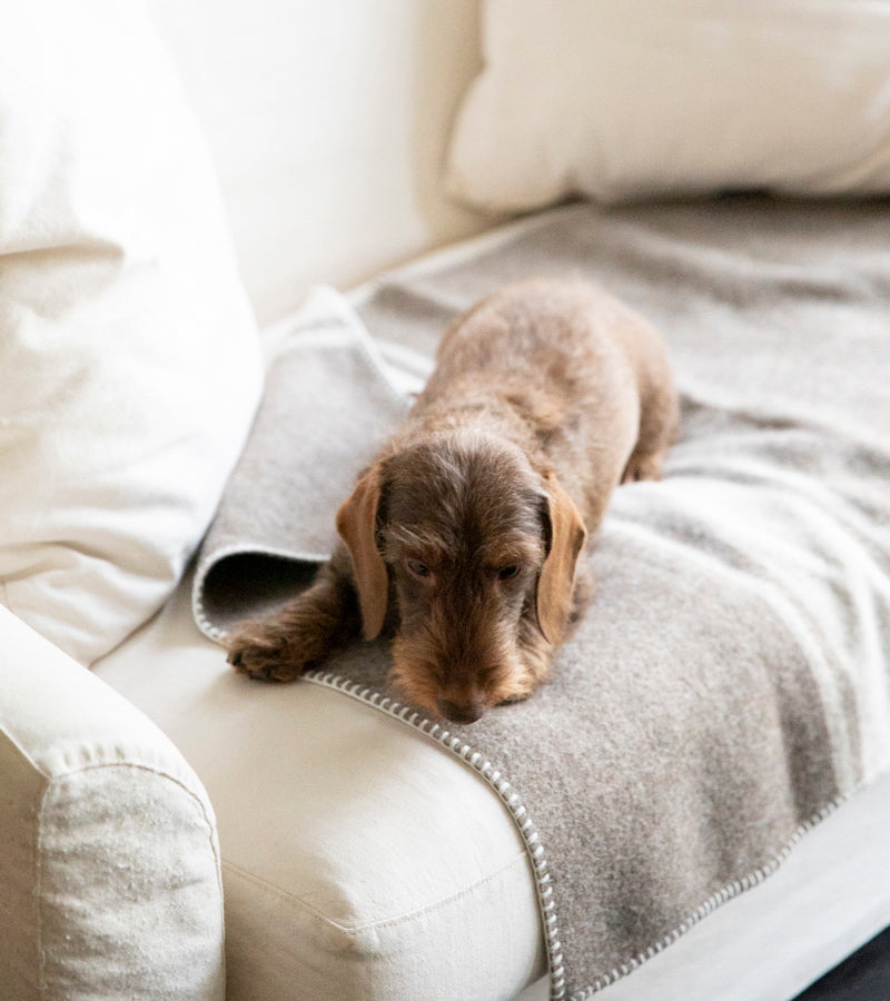 Ansel-Blanket-Wool-for-Dogs-36.jpg