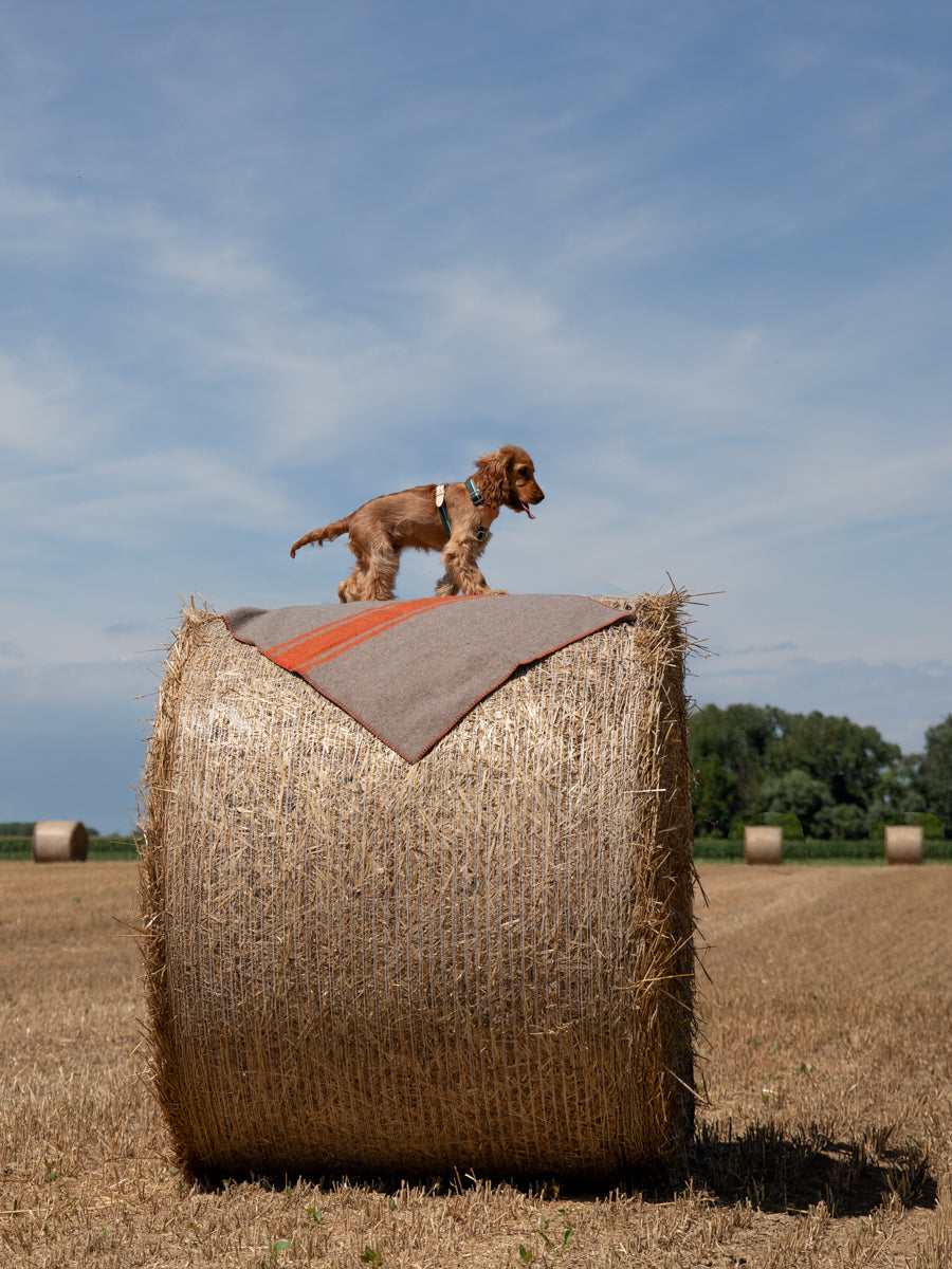 Ansel-Blanket-Wool-for-Dogs-6.jpg