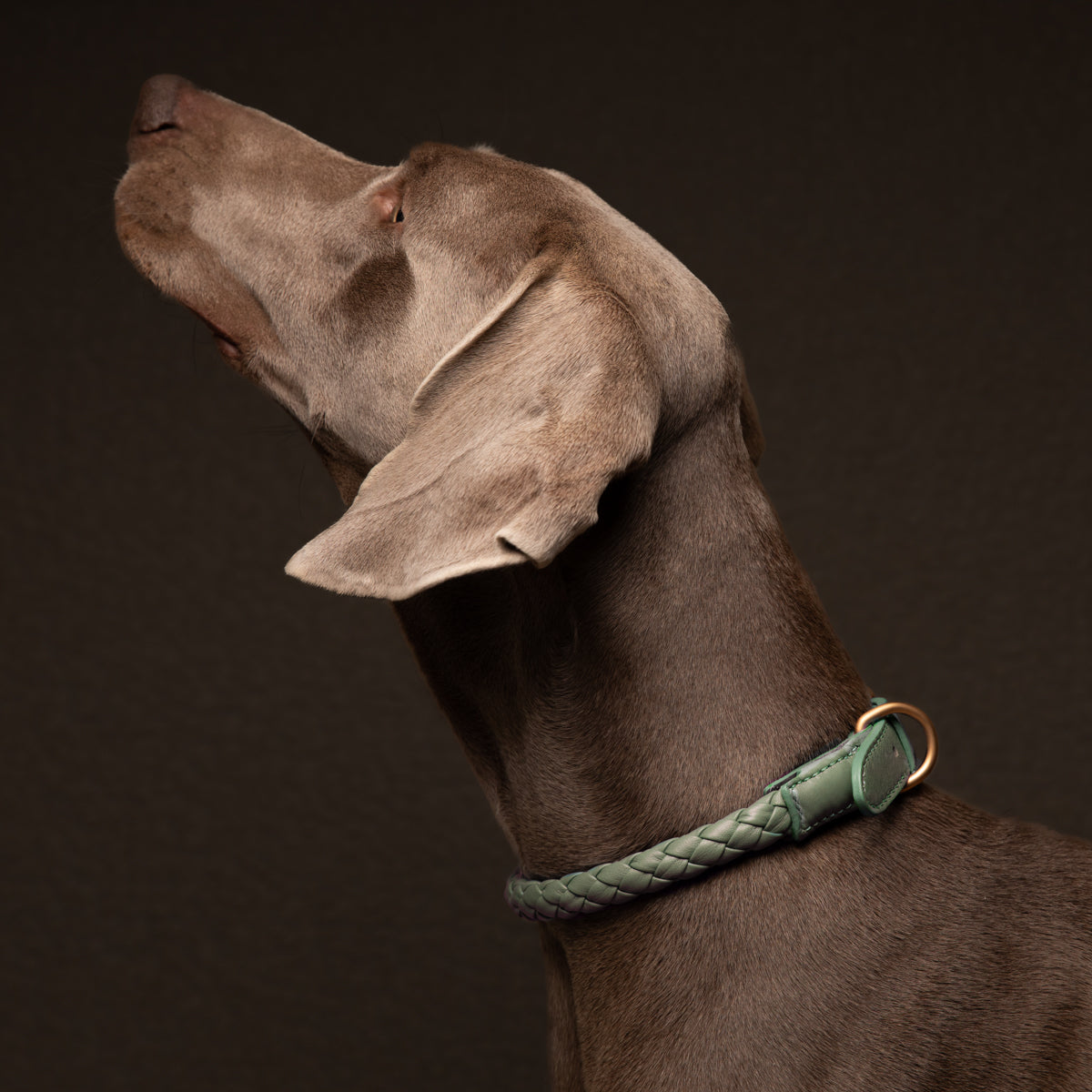 Ferdinando-Dog-Collar-Nappa-Leather.jpg