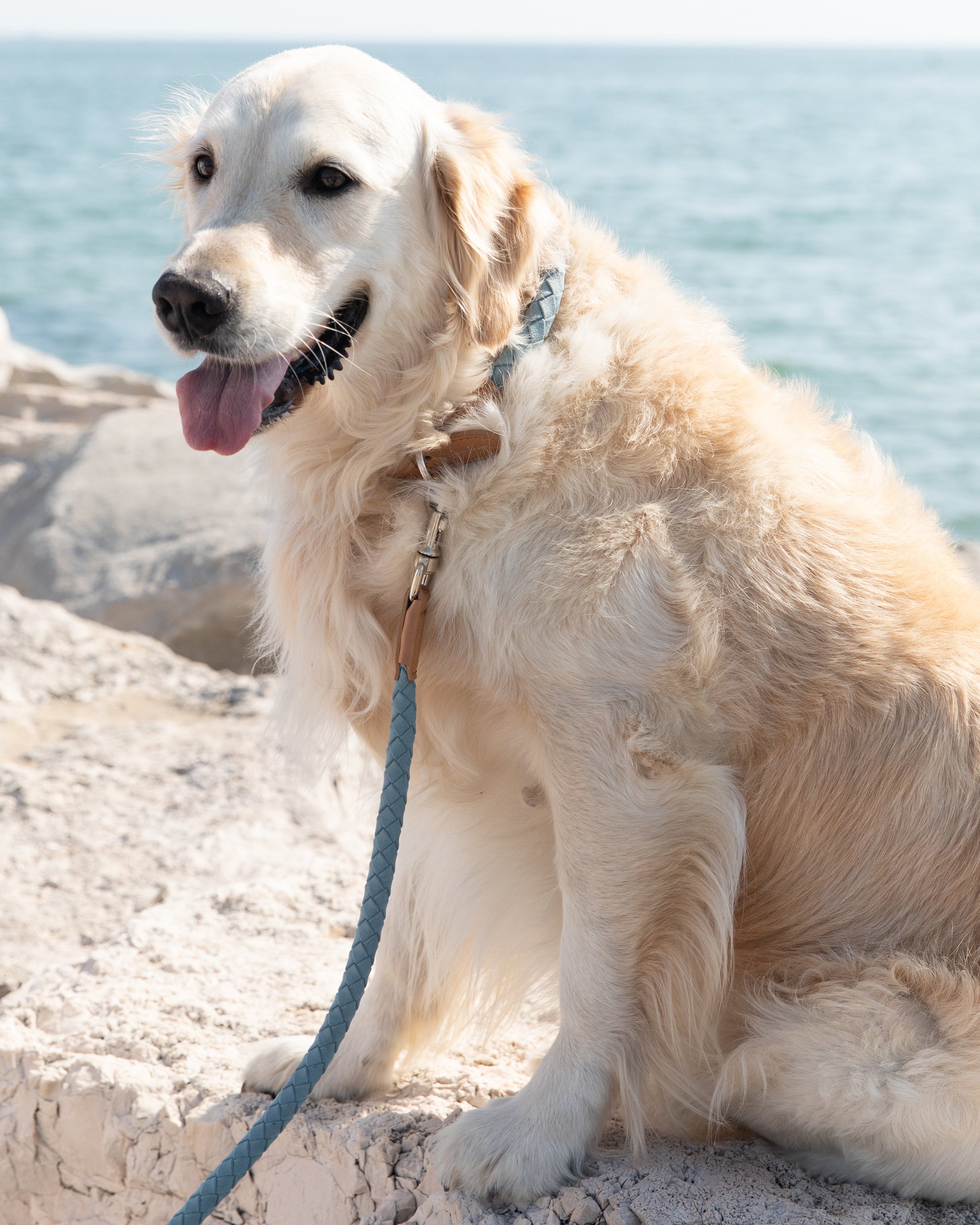 Ferdinando-Dog-Leash-Collar-Braided-Leather-105.jpg
