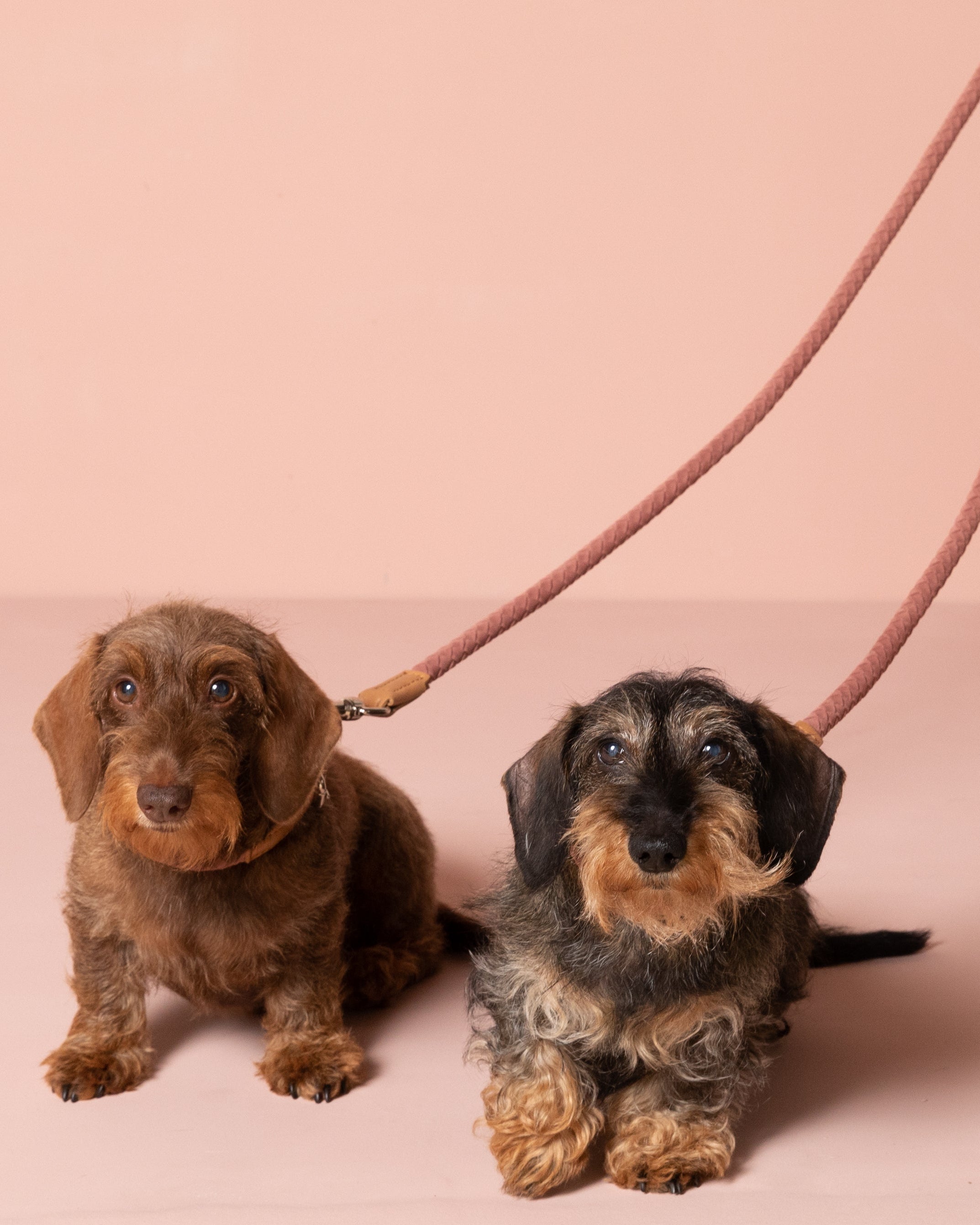 Ferdinando-Dog-Leash-Collar-Braided-Leather-110.jpg
