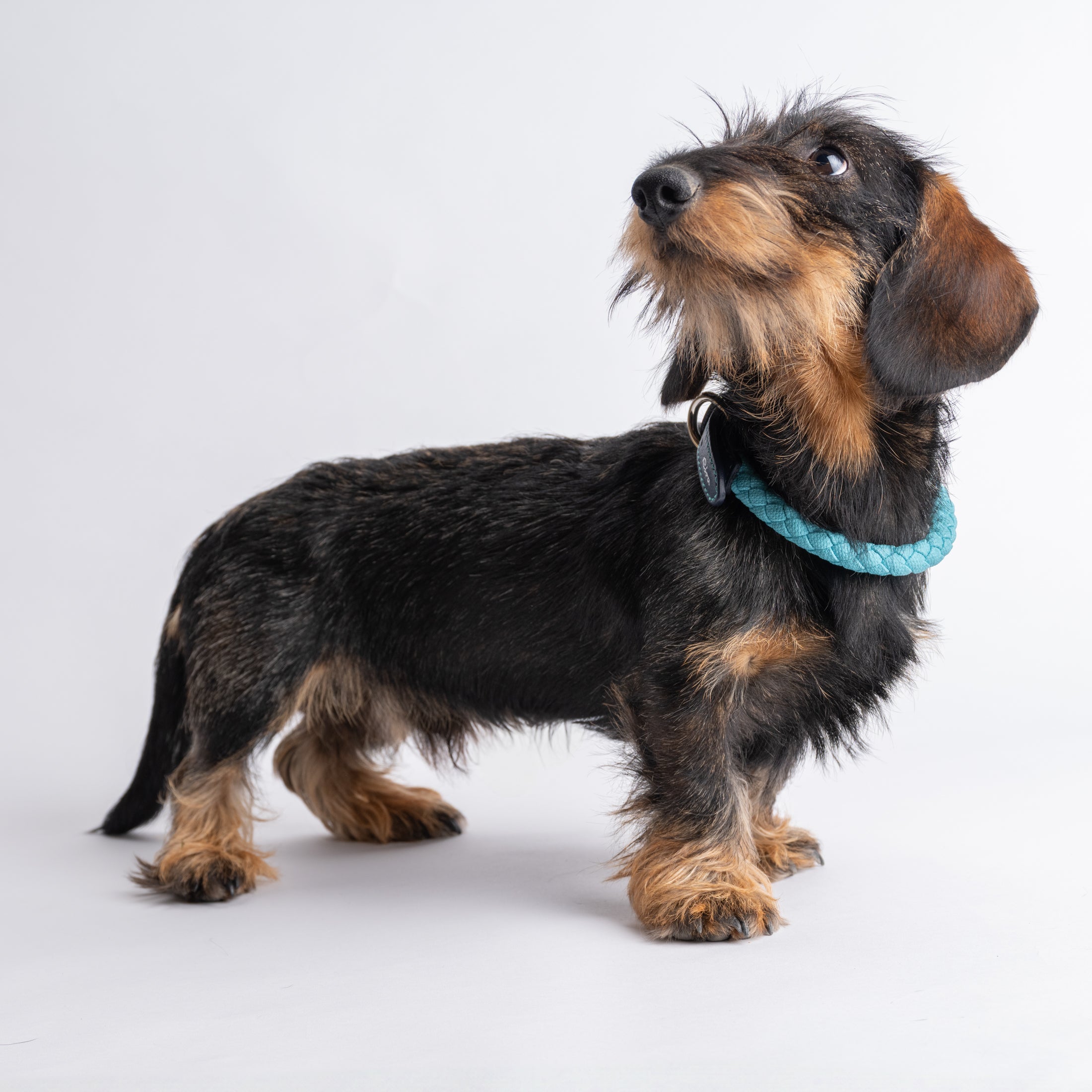 Ferdinando-Collar-Leash-Dogs-Riva-Collab-6.jpg