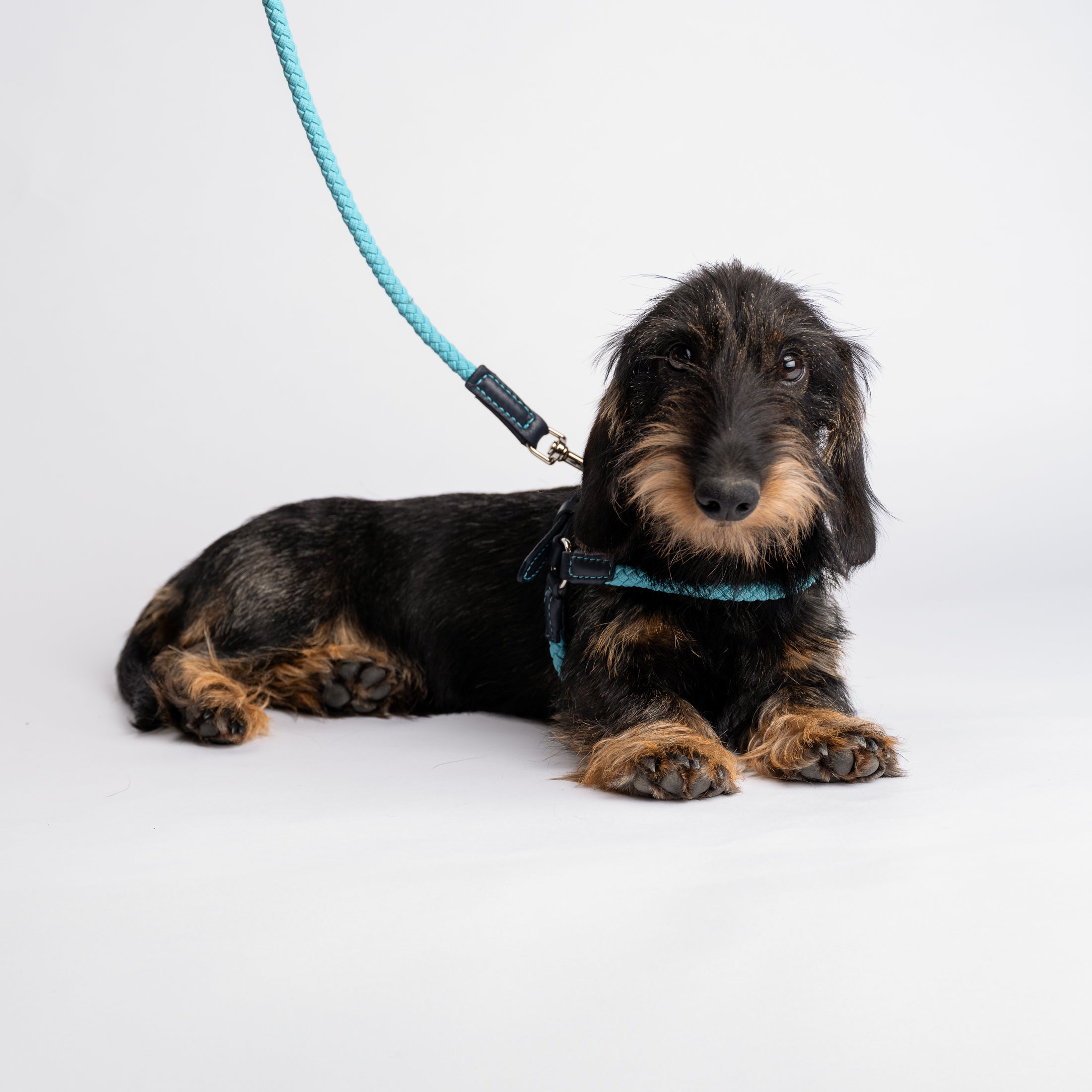 Ferdinando-Collar-Leash-Dogs-Riva-Collab-13.jpg