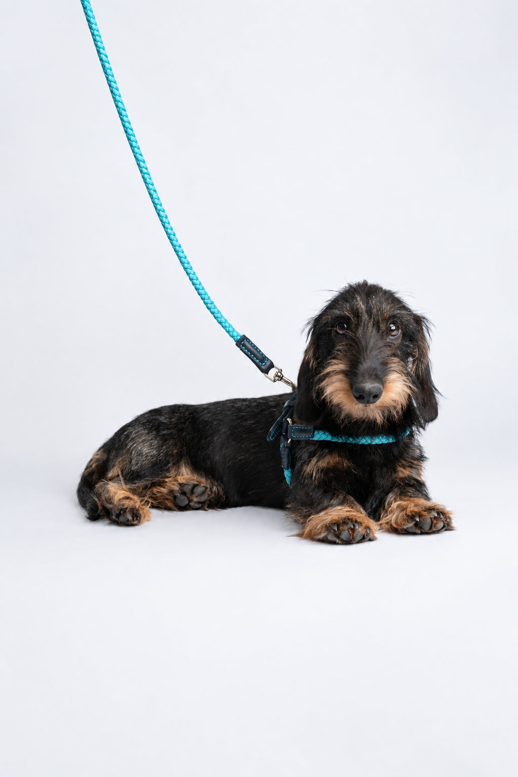 Ferdinando-Collar-Leash-Dogs-Riva-Collab-42.jpg