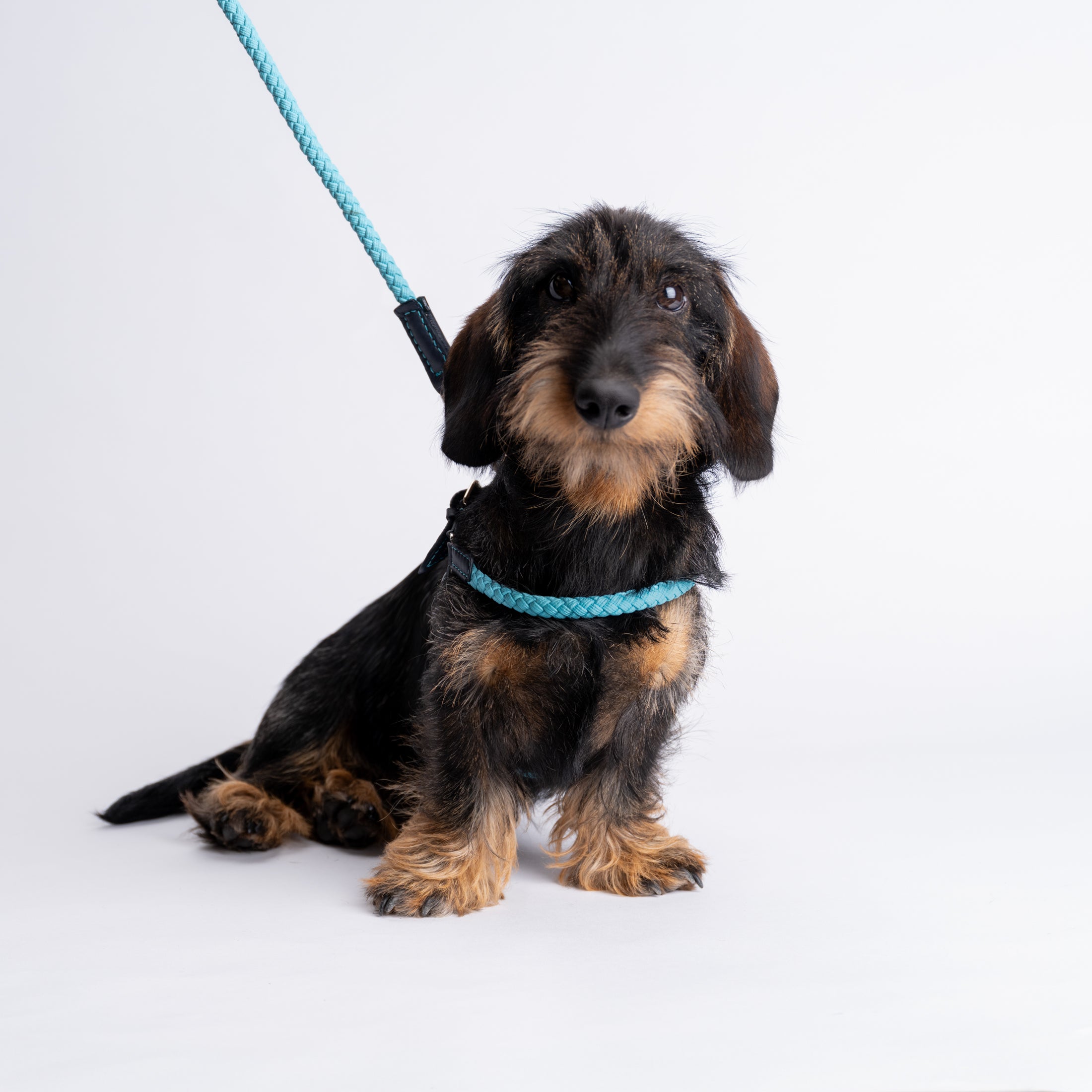 Ferdinando-Collar-Leash-Dogs-Riva-Collab-18.jpg