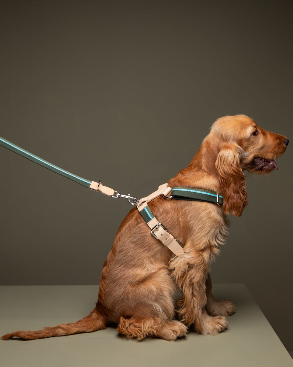 Y-Shape Ribbon & Leather Dog Harness — Franco | Adjustable