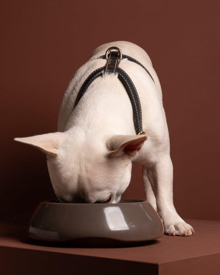 Gabriele-Nappa-Harness-Dark-Sarah-Dog-Bowl.jpg