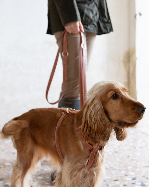 Gabriele-Leash-and-Harness-Nappa-Dog-Travel-2.jpg