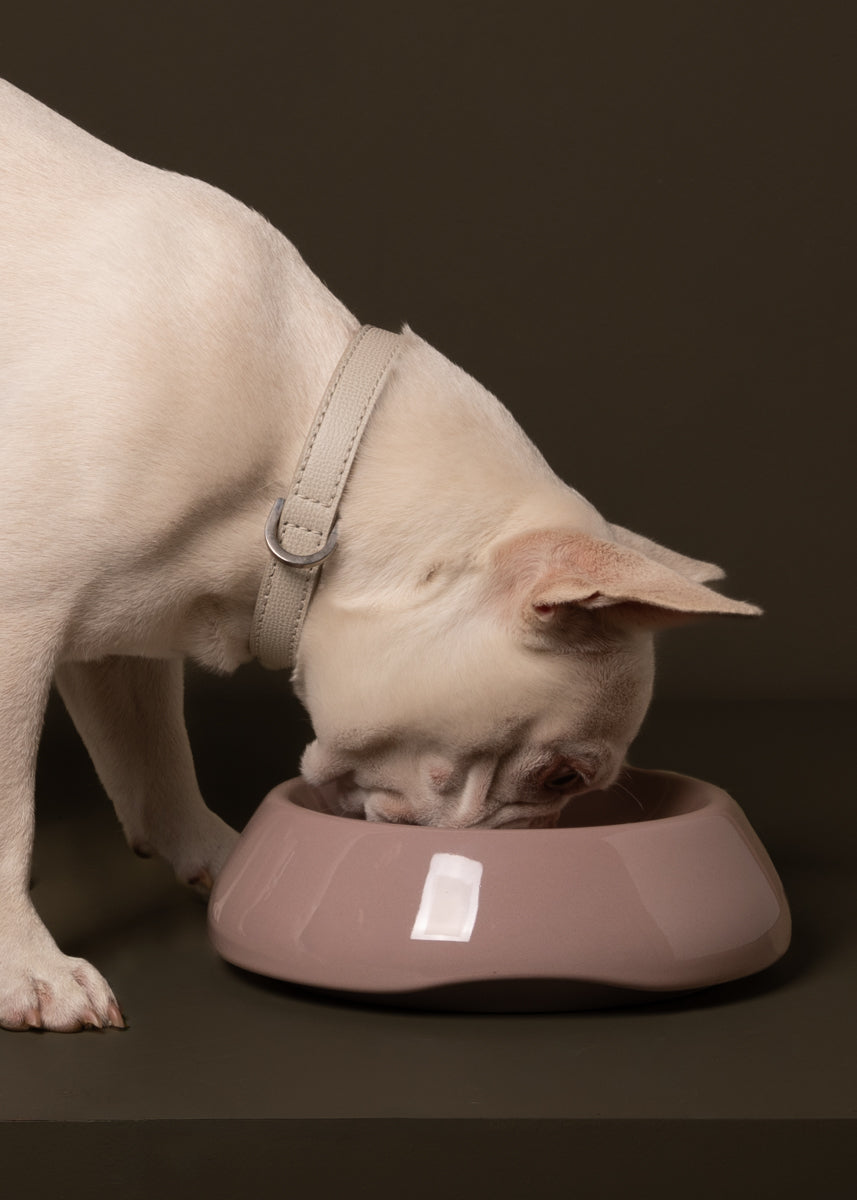 sarah-dog-bowl-ceramic-food-drink-3.jpg