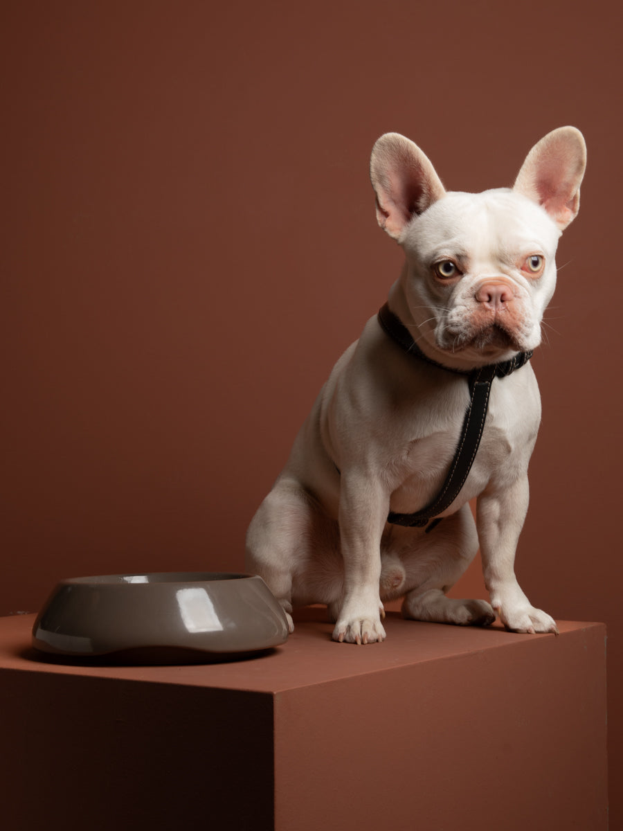 sarah-dog-bowl-ceramic-food-drink-7.jpg
