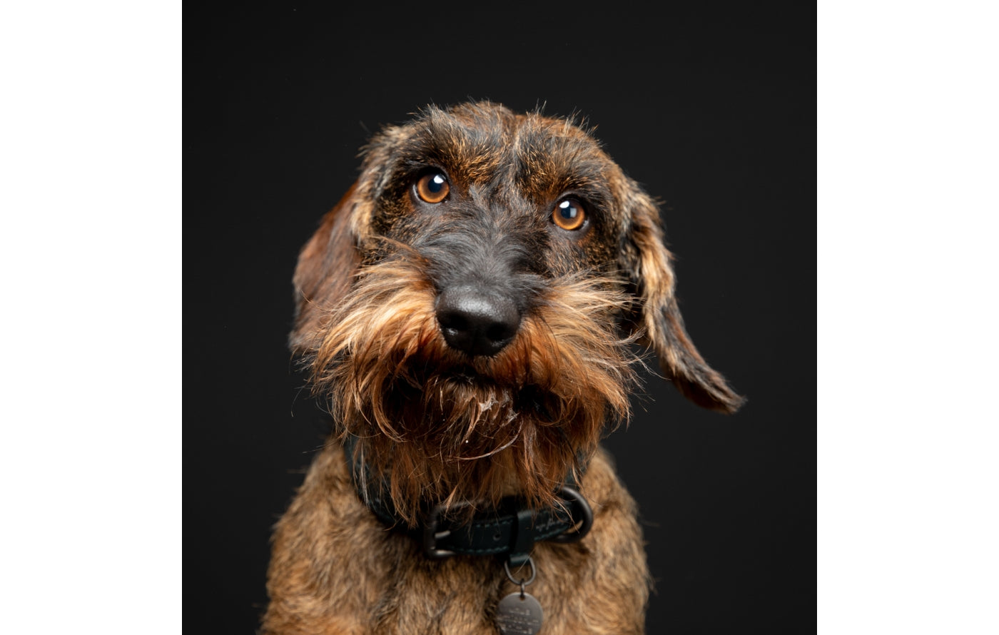 Ferdinando - Dark Hardware Braided Leather Collars