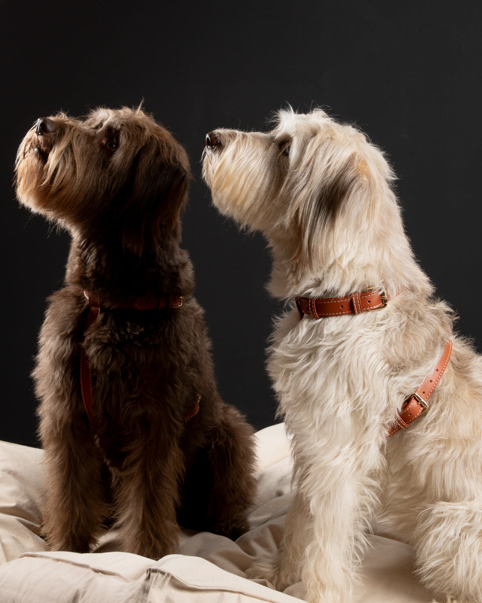 Gabriele – H-förmiges Hundegeschirr aus Leder