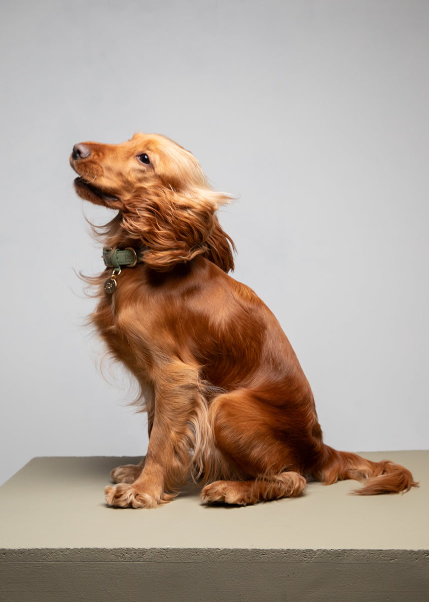 Ferdinando - Braided Leather Collar