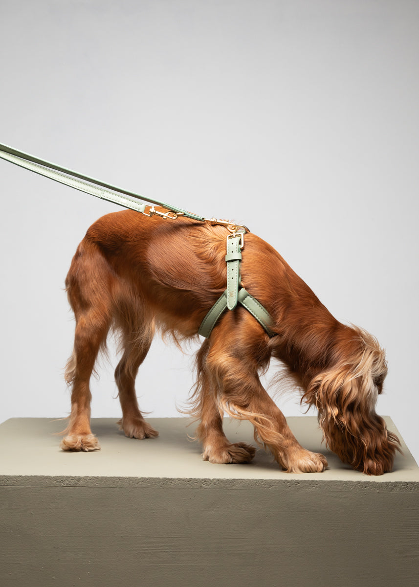 Mario – Step-In Leather Dog Harness