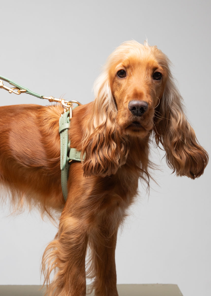 Mario – Step-In Leather Dog Harness