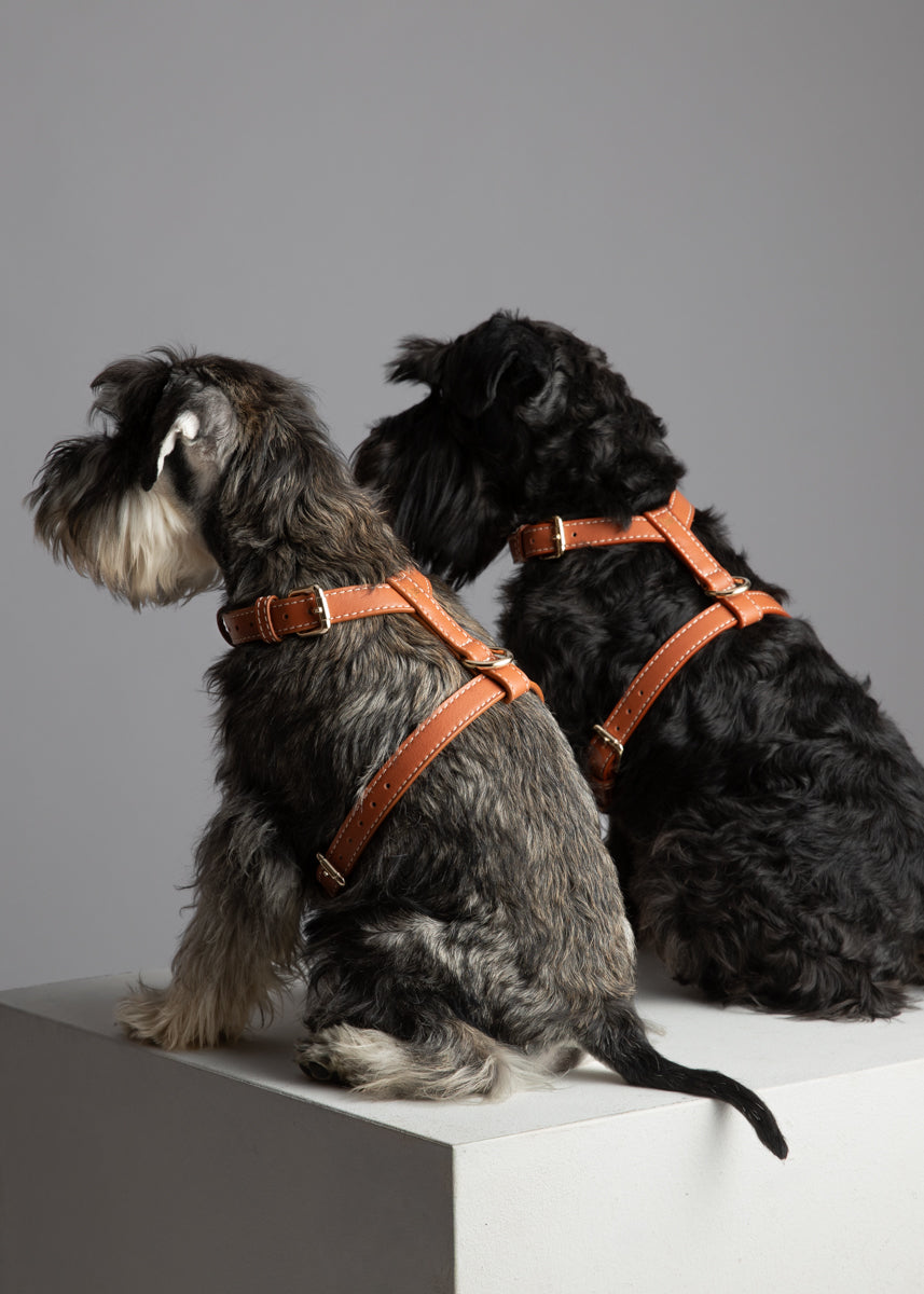 Gabriele – H-Shaped Leather Dog Harness