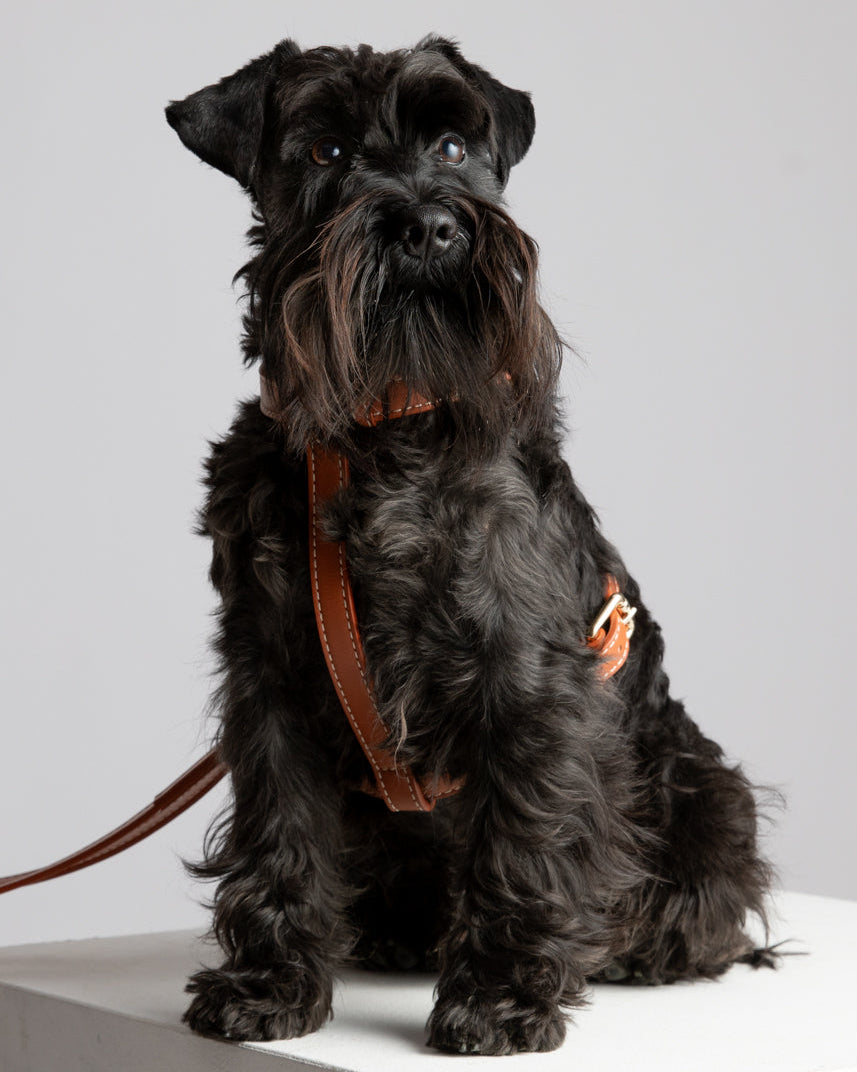 Gabriele – H-förmiges Hundegeschirr aus Leder