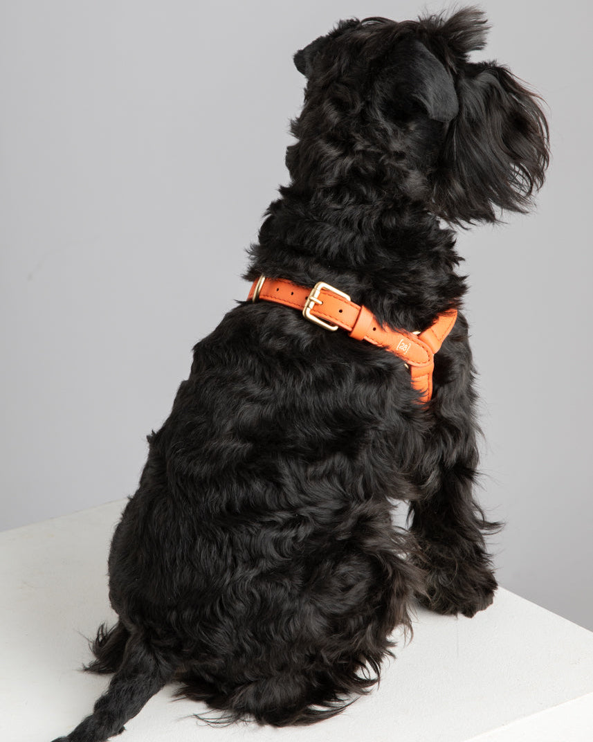 Mario – Step-In Hundegeschirr aus Leder