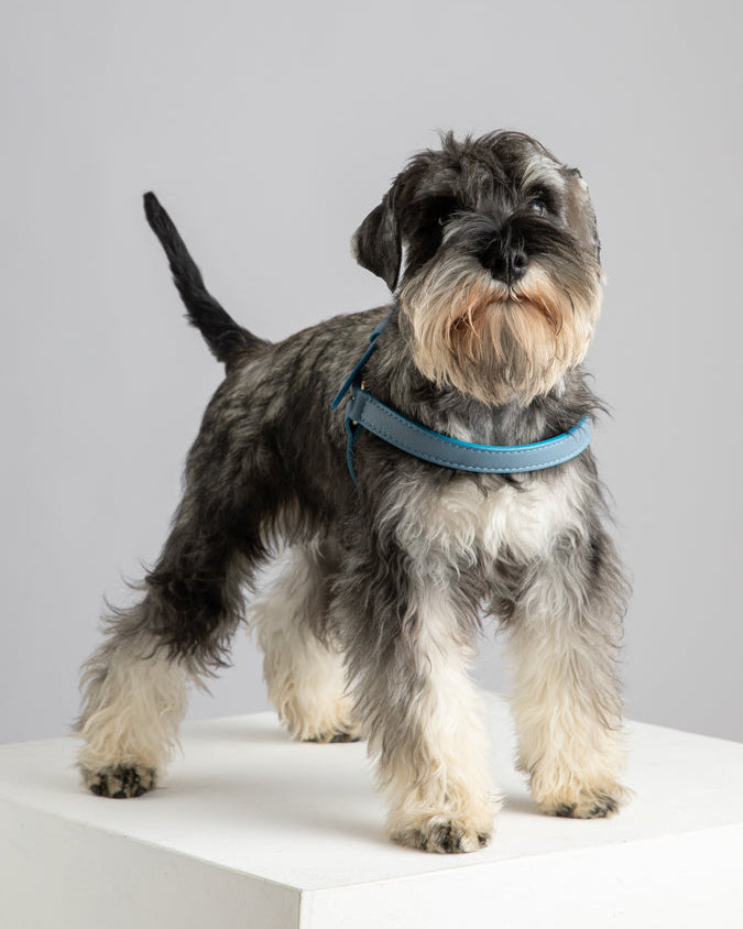 Mario – Step-In Hundegeschirr aus Leder