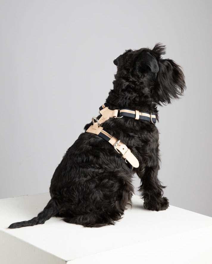 Franco – Pettorina per cane a Y in nastro e pelle