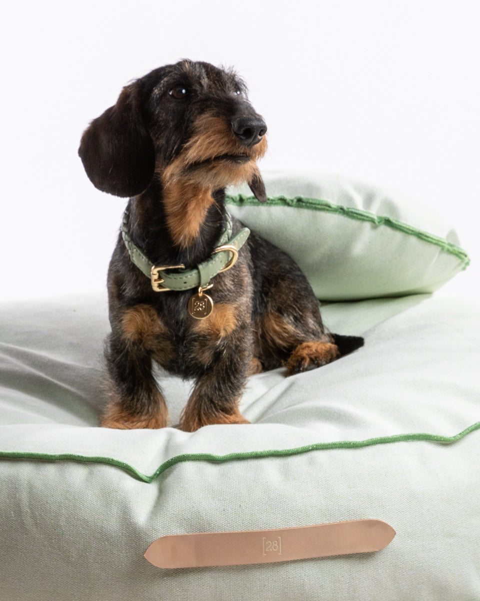 Saul - additional pillow to Fulvio