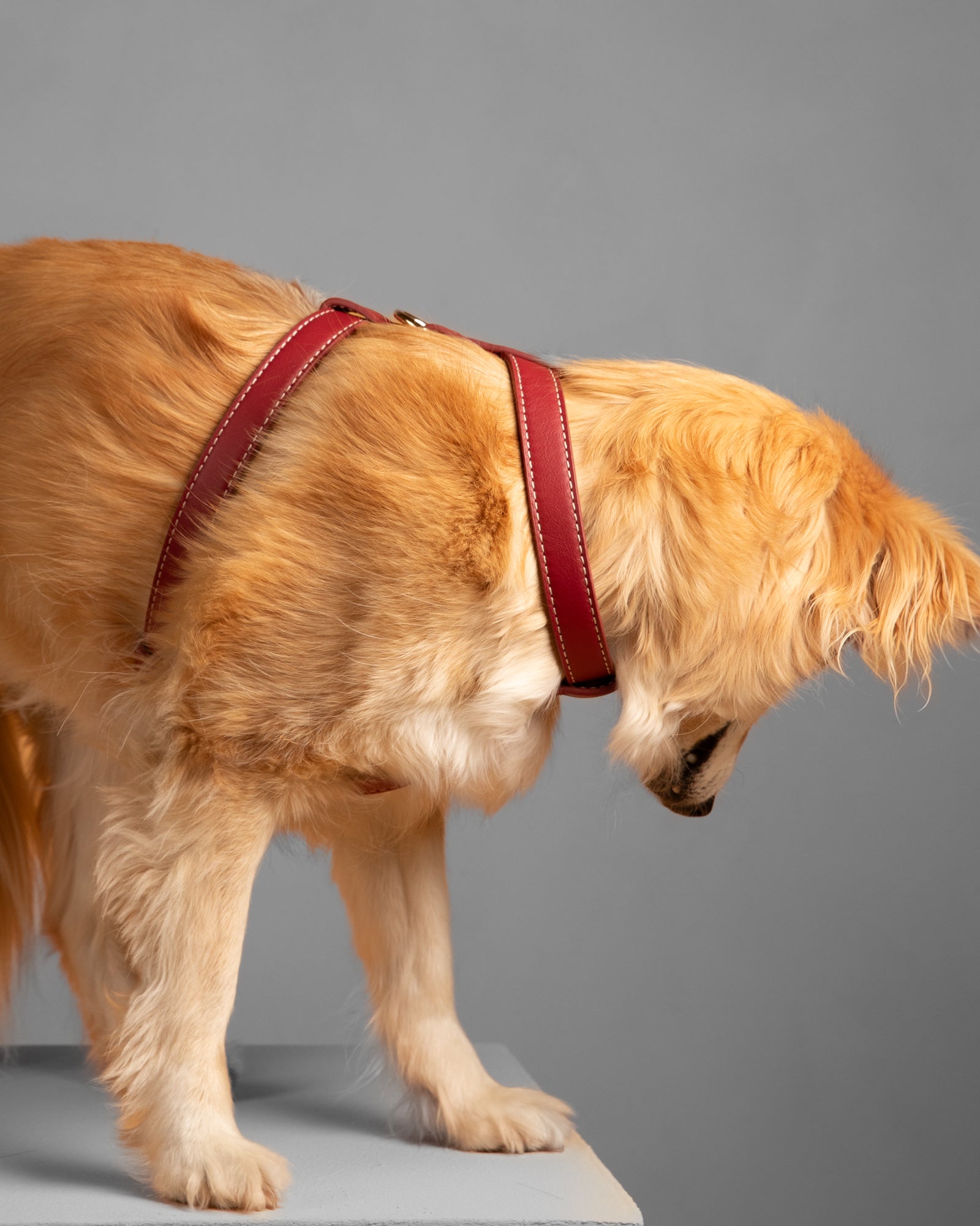 Gabriele – Harnais pour chien en cuir forme H