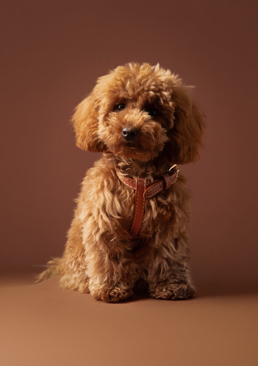 Gabriele – H-förmiges Hundegeschirr aus Leder