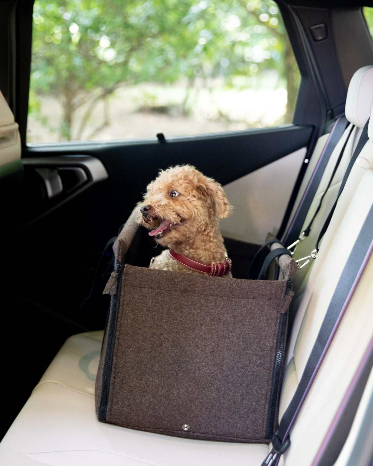 Gianni – Nomadenträger hunde