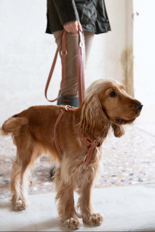 Gabriele - Leather Harness