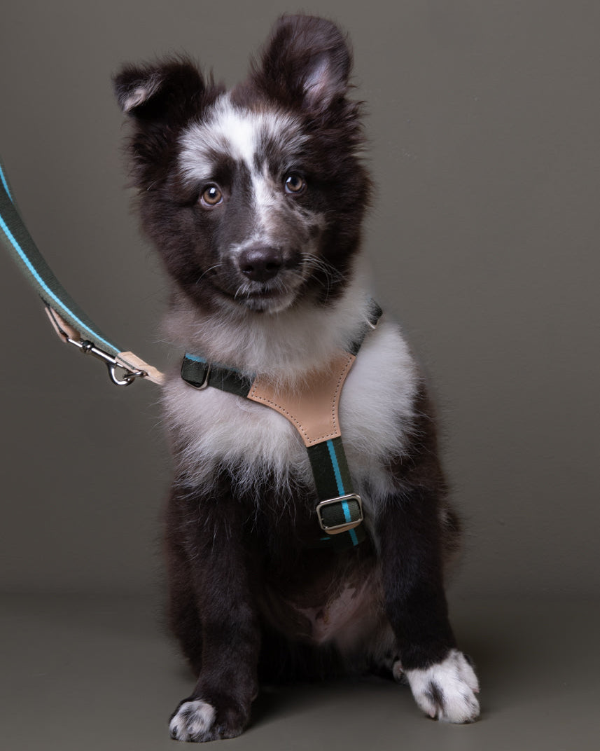 Franco – Pettorina per cane a Y in nastro e pelle