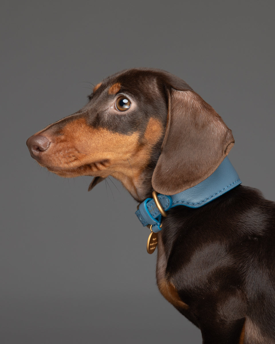 Mario – Greyhound Collar