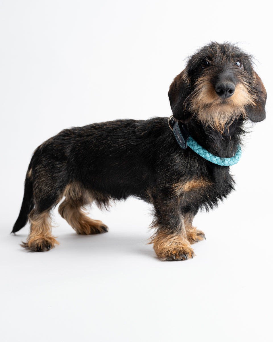 Ferdinando – Collier pour chien | 2.8 X Riva