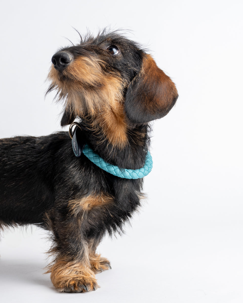 Ferdinando – Collare per cani | 2.8 X Riva