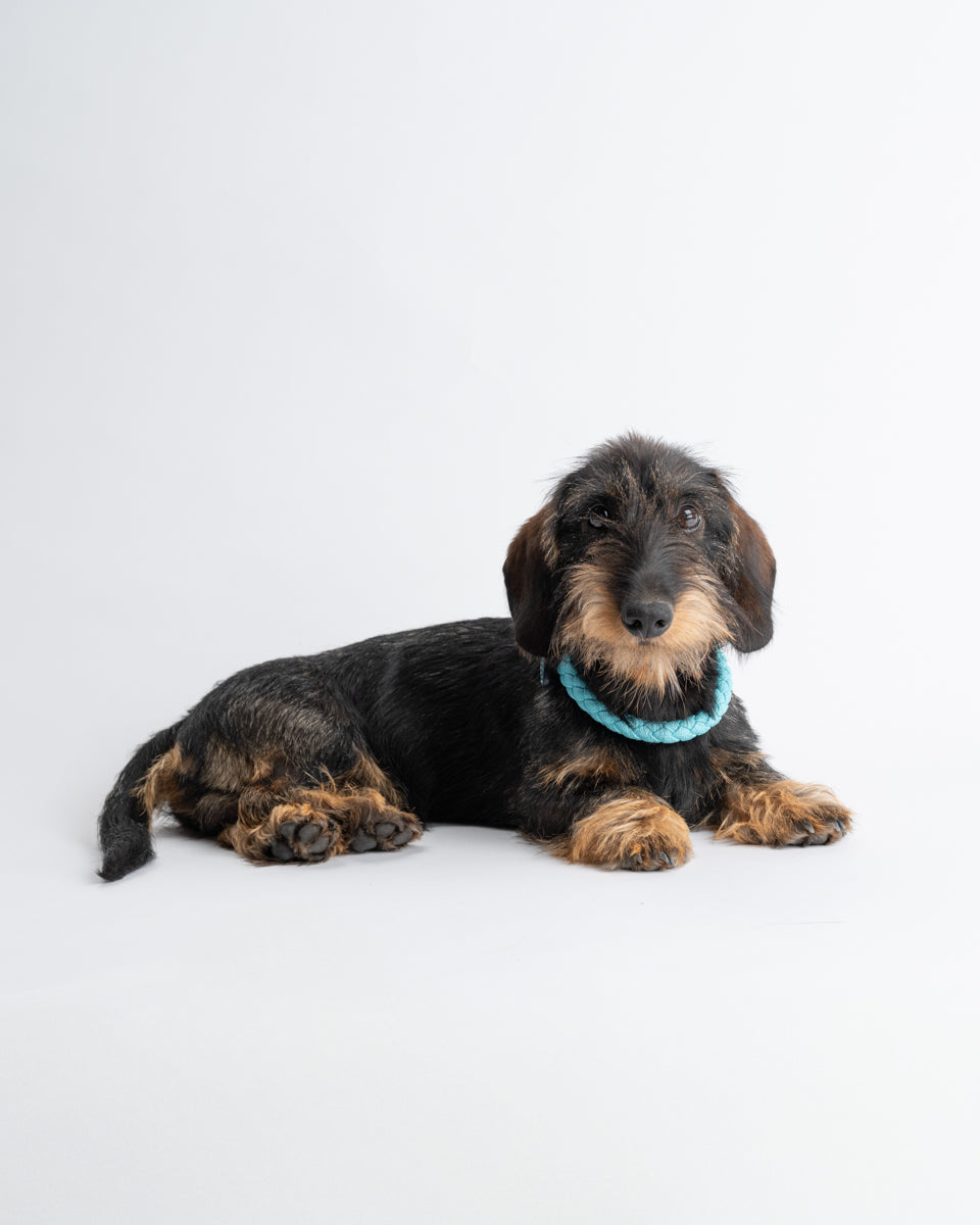 Ferdinando – Collier pour chien | 2.8 X Riva