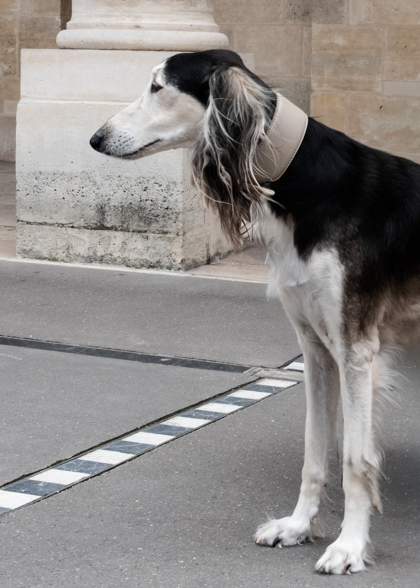 Mario – Greyhound Collar