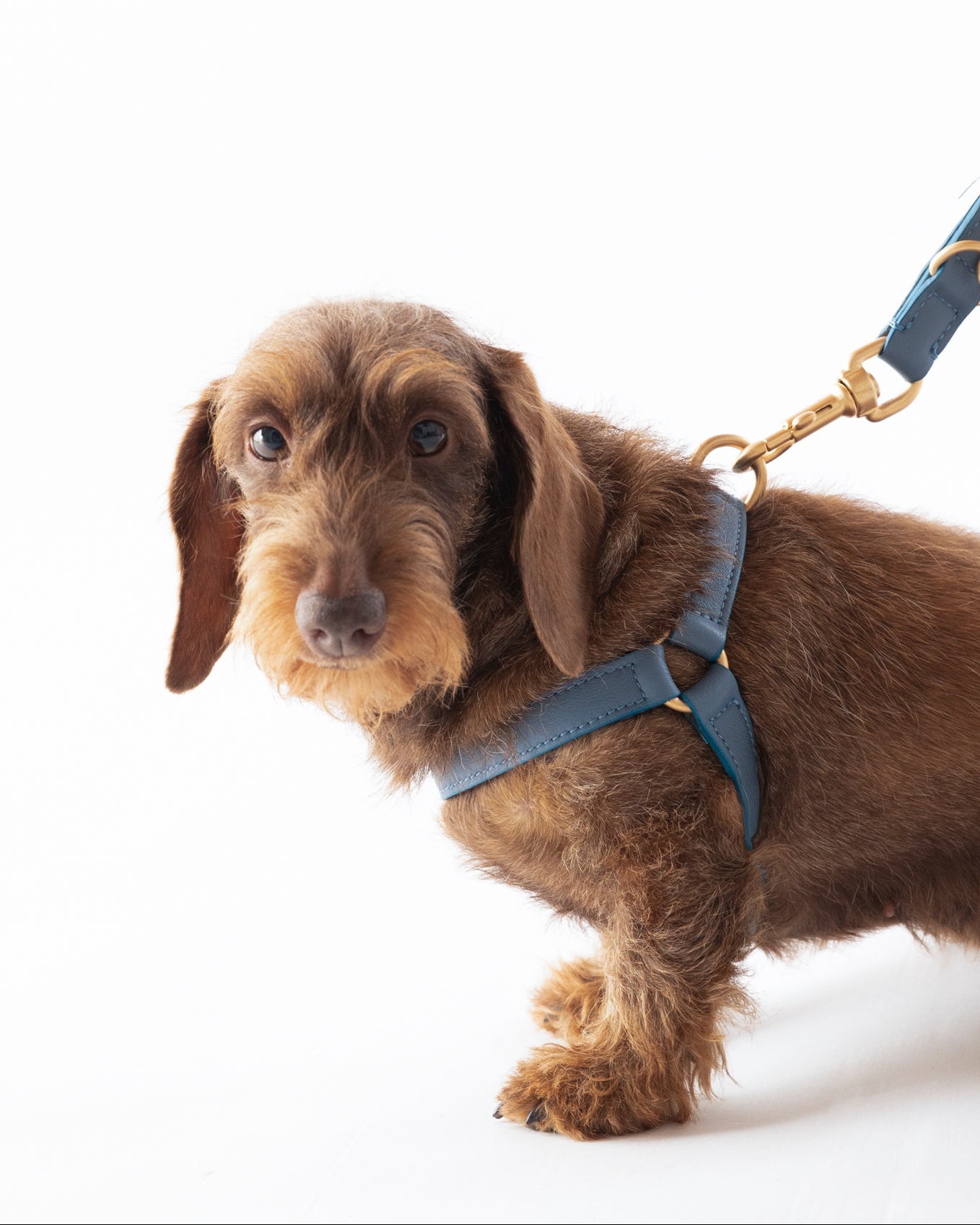 Mario – Step-In Hundegeschirr aus Leder