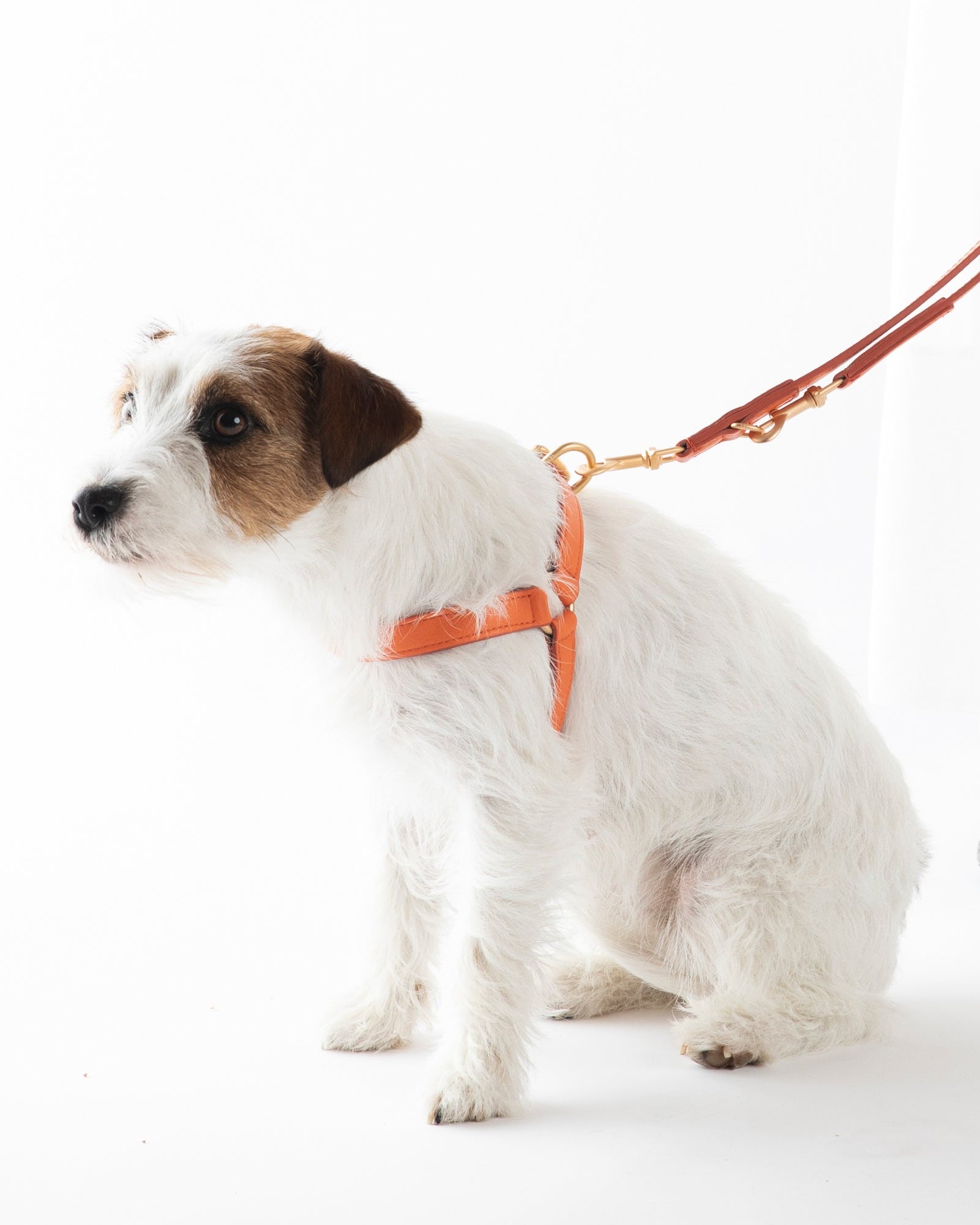 Mario – Step-In Hundegeschirr aus Leder