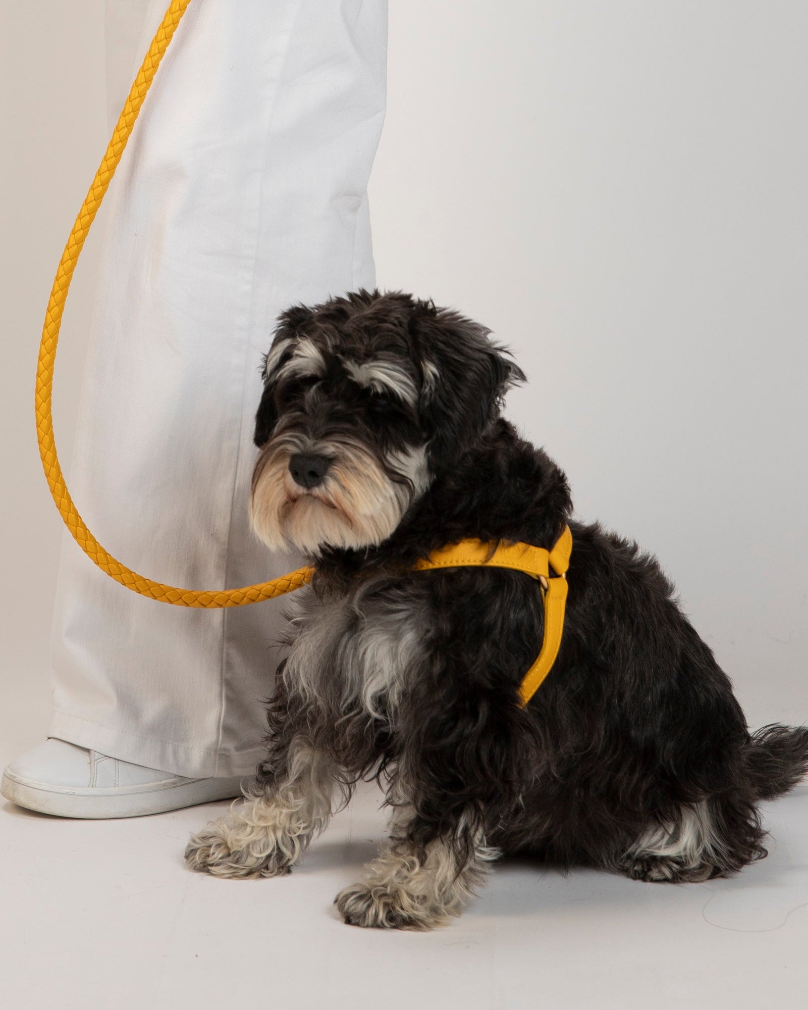 Mario – Step-In Hundegeschirr aus Leder