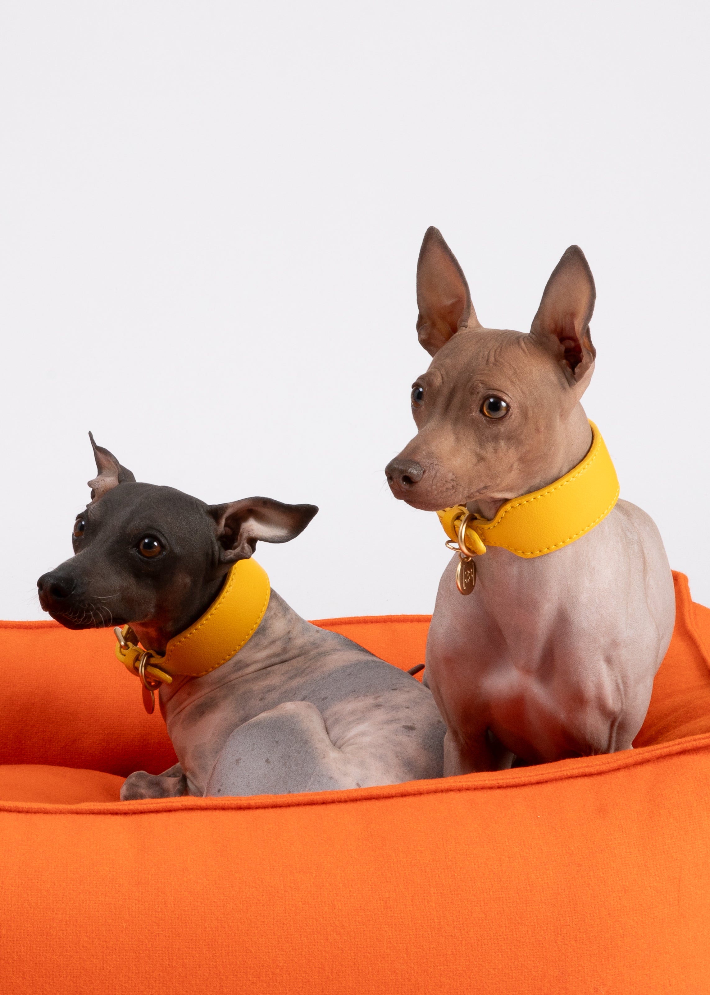 Edward – Buntes Hundebett aus reiner Wolle