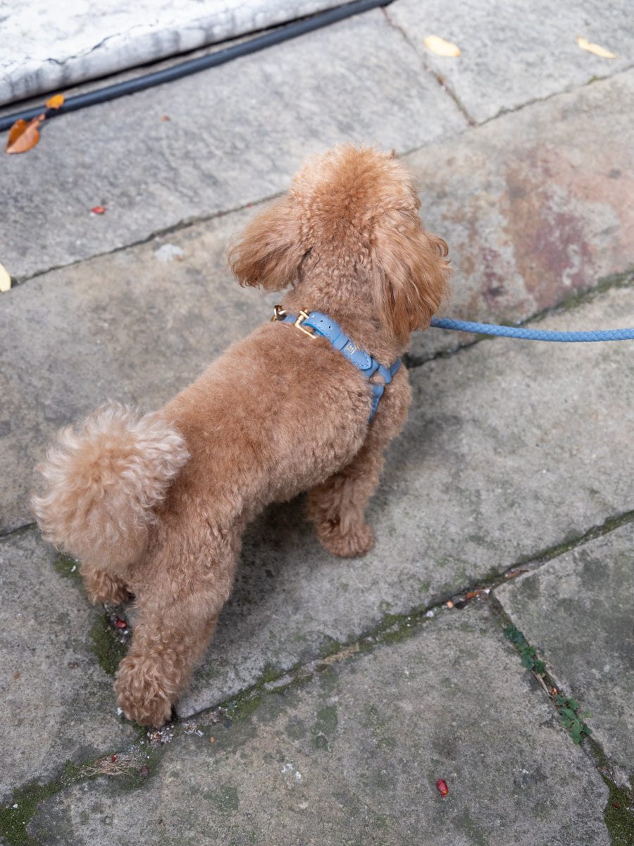 Mario – Harnais pour chien en cuir à enfiler (Step-In)