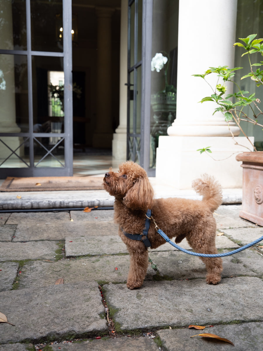Mario – Harnais pour chien en cuir à enfiler (Step-In)