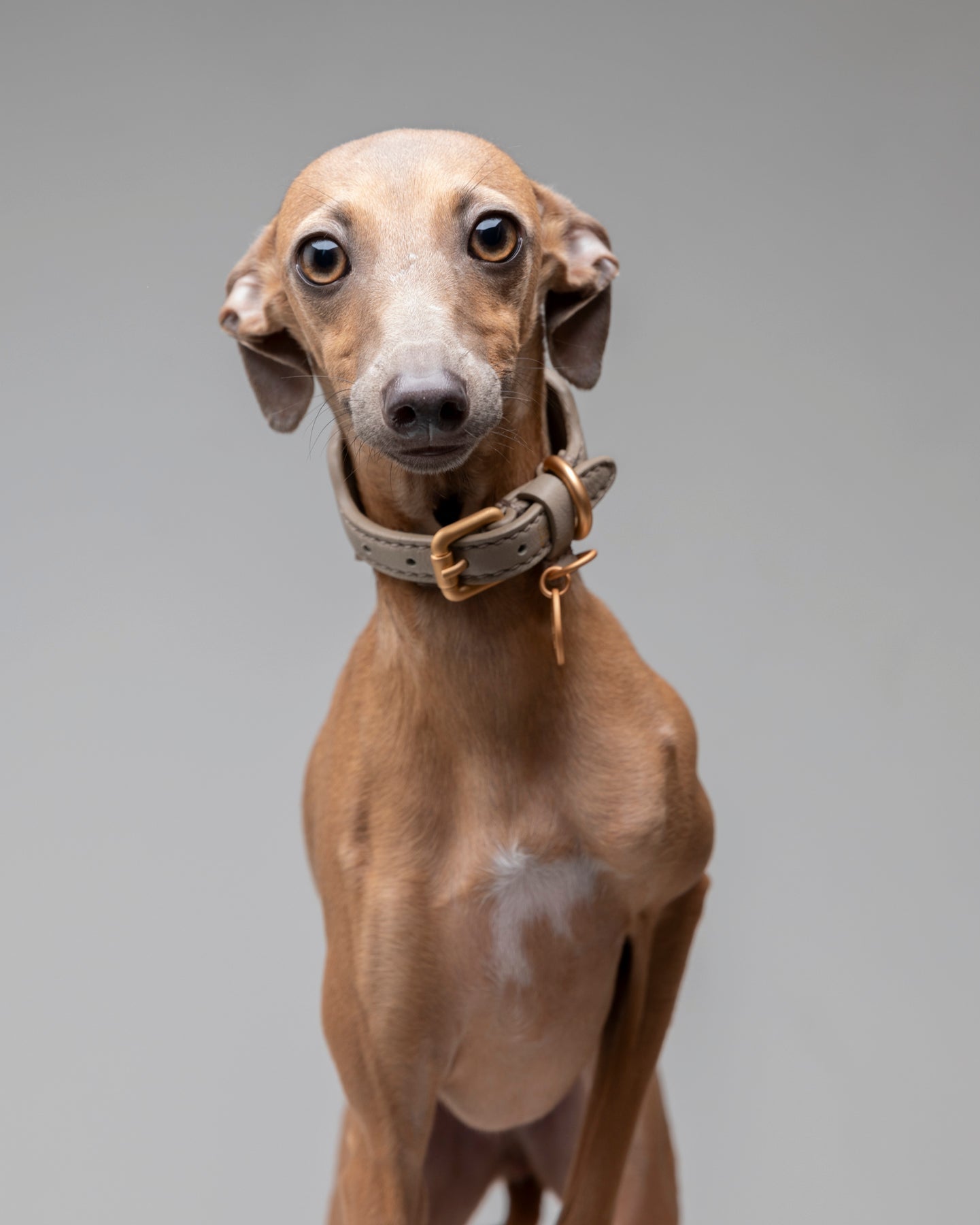 Mario – Greyhound Collar