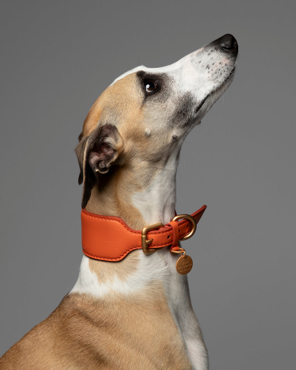 Mario – Greyhound Collar