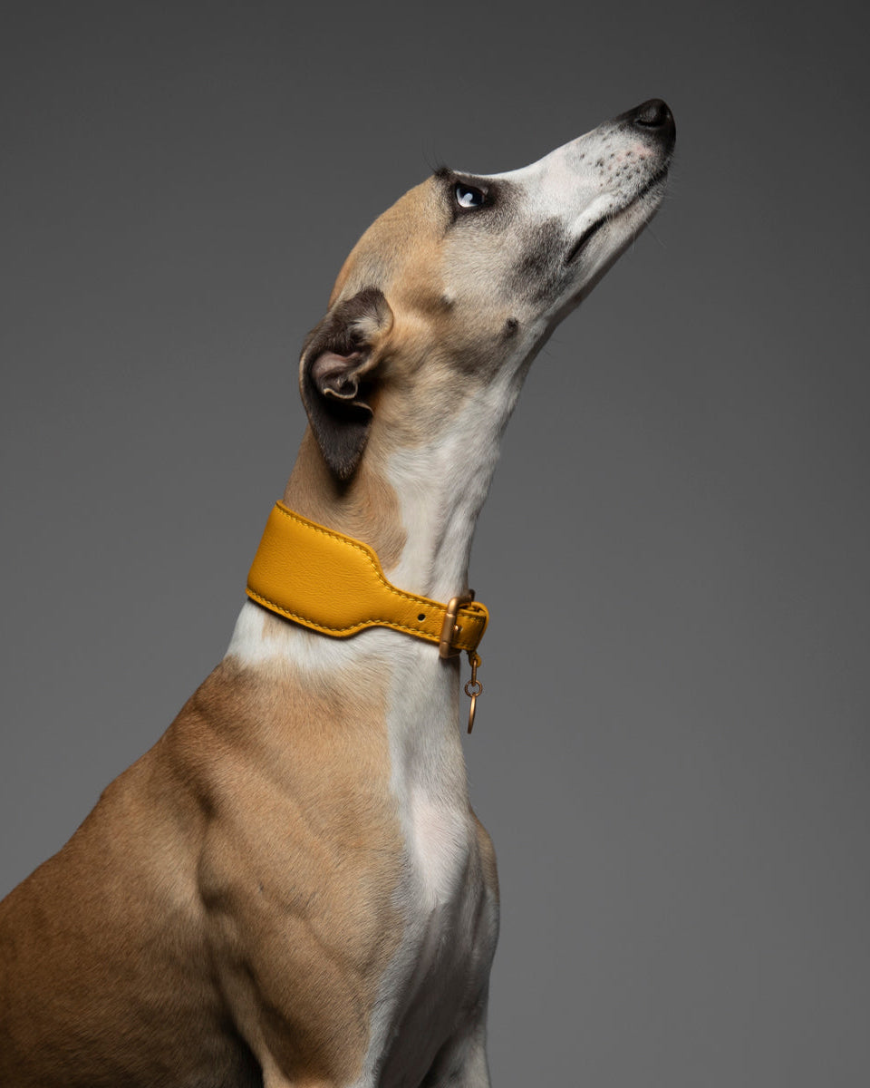 Mario – Greyhound Collar