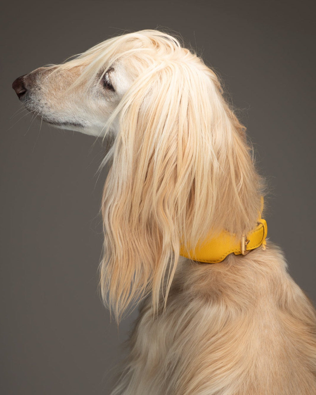 Mario – Greyhound Collar