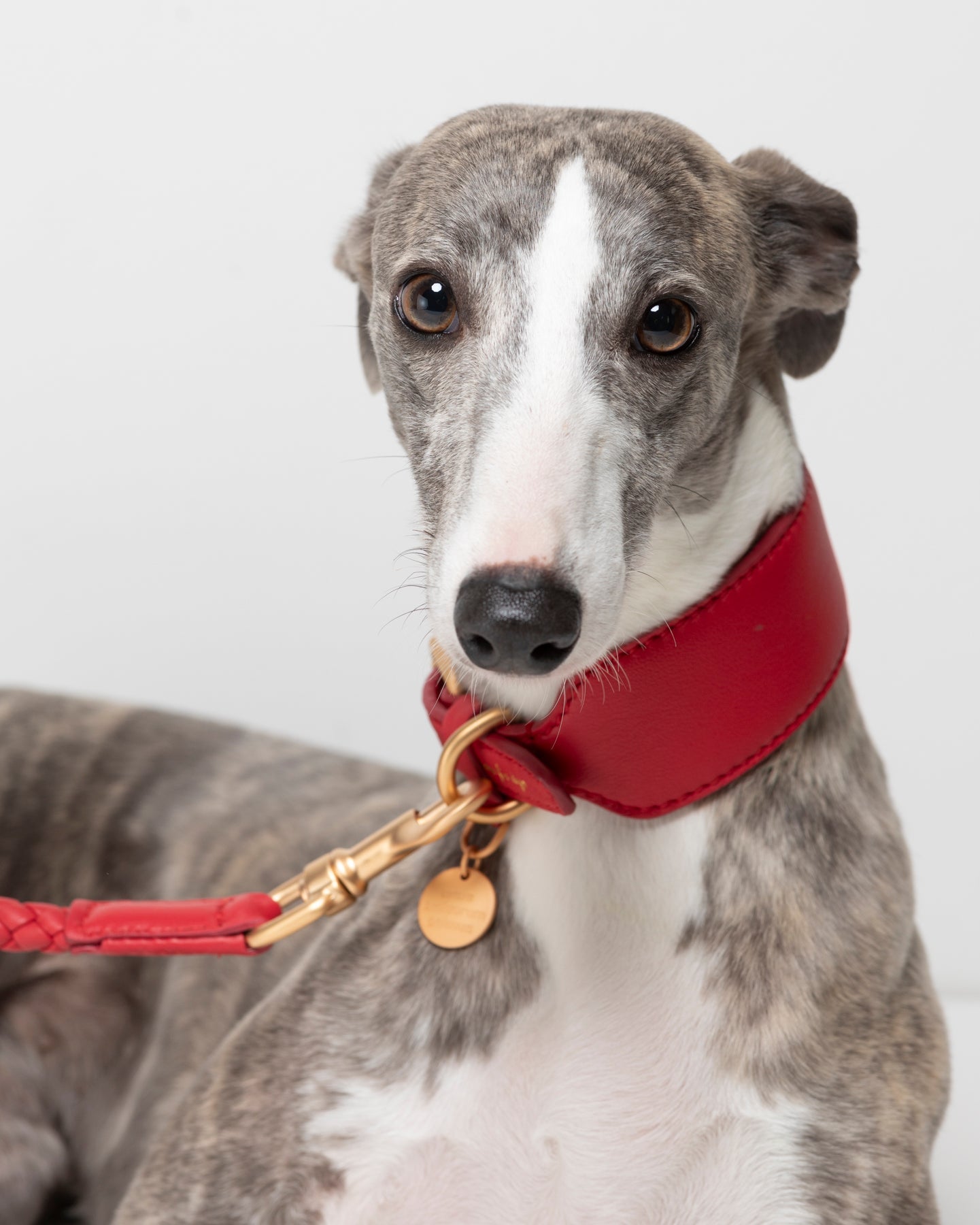 Mario – Greyhound Collar