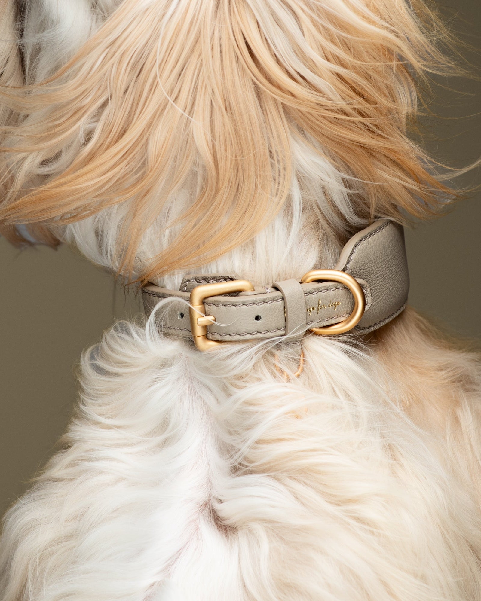 Mario – Greyhound Collar