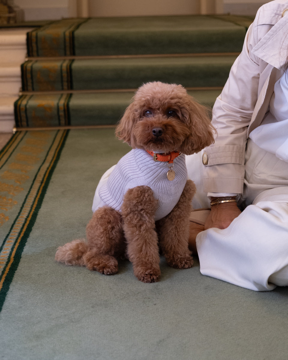 Paul – Maglione per cani in lana merino
