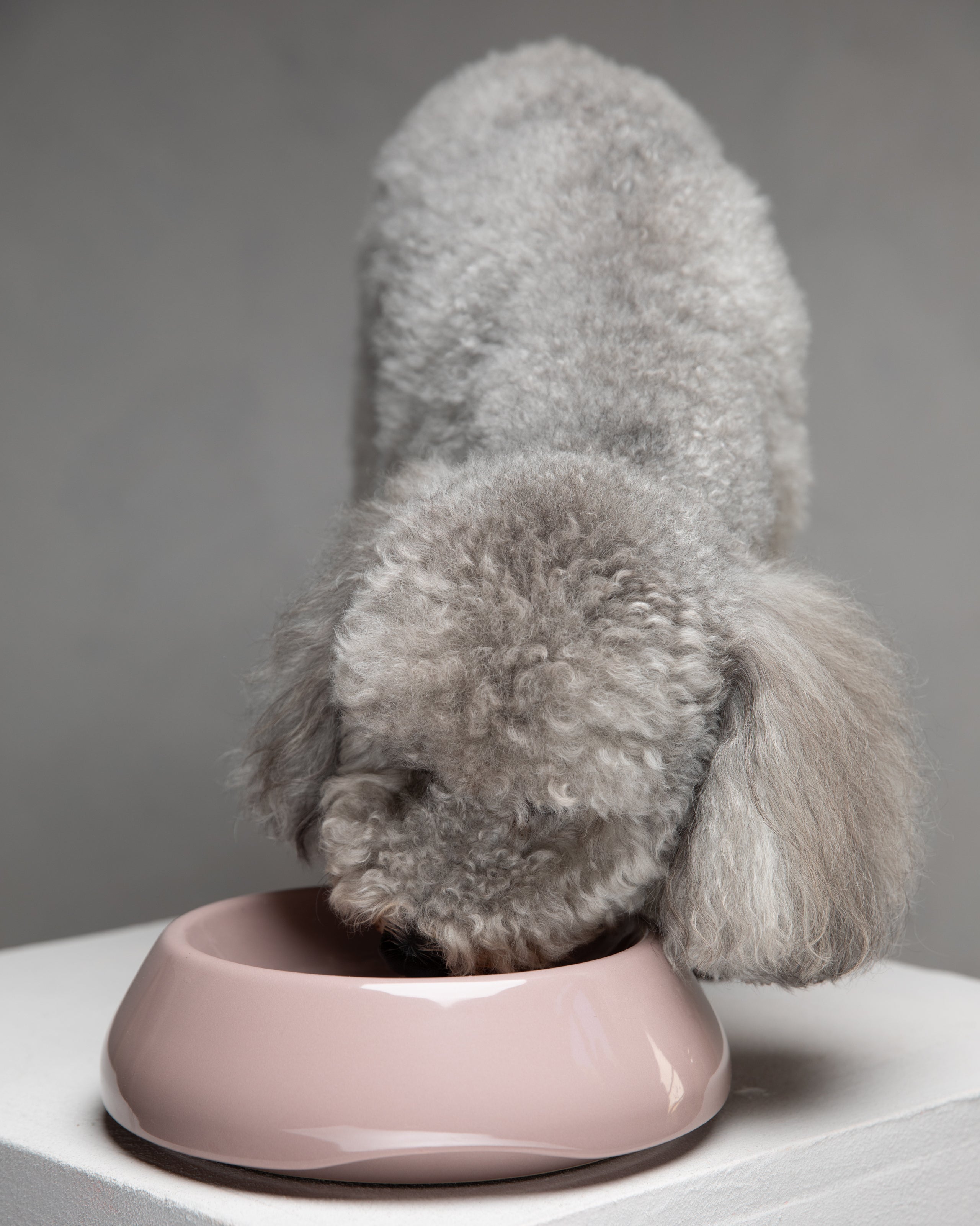 Sarah - Bol en céramique pour chien